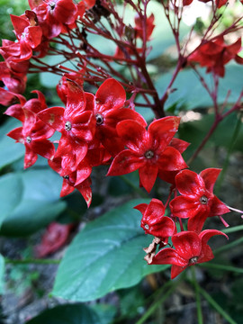 狀元紅網，揭秘4987精準資料的秘密，狀元紅網揭秘，精準資料4987背后的秘密