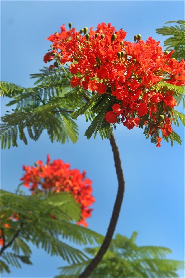 狀元紅，揭秘4987最準最快的秘密武器，狀元紅，揭秘最準最快的秘密武器 4987