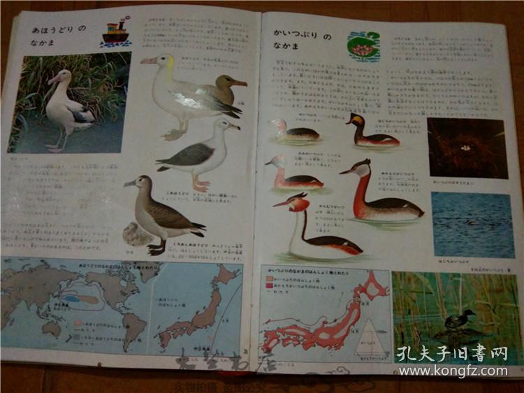 今日正版跑狗圖分享，探索7777788888跑狗圖的魅力，今日正版跑狗圖分享，探索魅力十足的777778跑狗圖