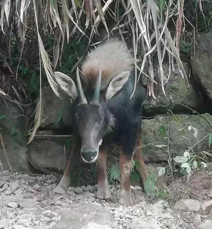 揭秘四不像一肖圖王中王身份之謎——探尋背后的神秘人物，揭秘四不像一肖圖王中王背后的神秘人物身份之謎