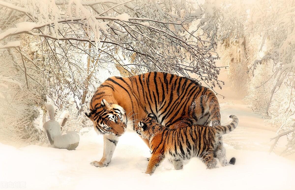 揭秘十二生肖之王，20一肖動物圖王中王，揭秘十二生肖之王，揭秘圖王中的動物之王