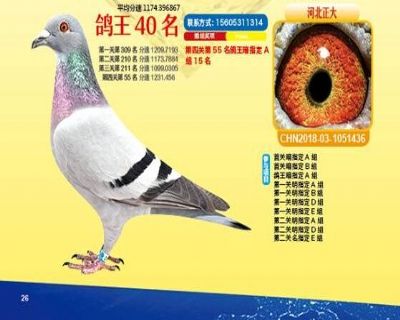 王中王四馬一肖，探尋背后的故事與奧秘，王中王四馬一肖，背后的故事與奧秘探尋