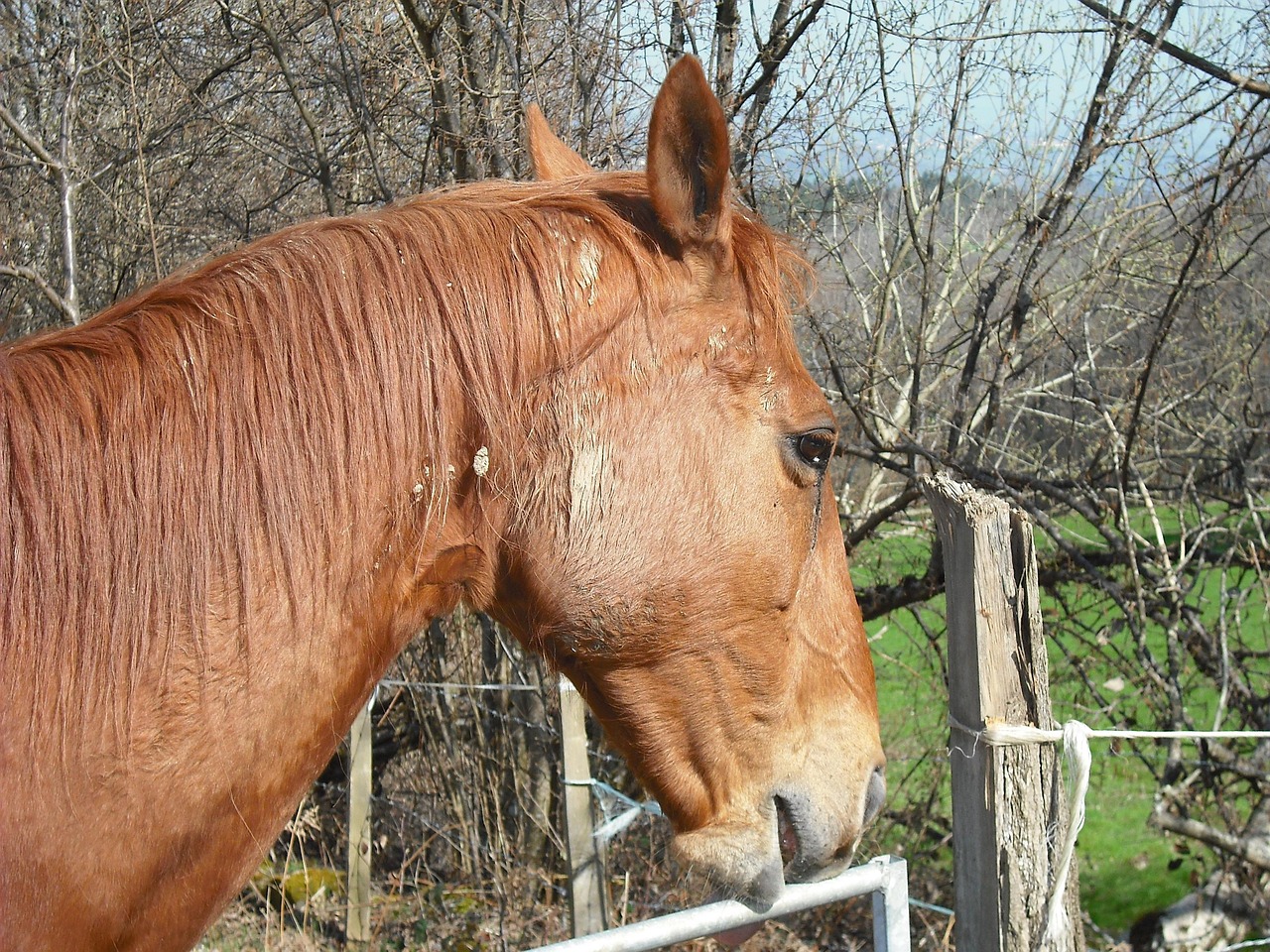 澳門四不像特馬，探索神秘現(xiàn)象背后的真相，澳門四不像特馬揭秘神秘現(xiàn)象背后的真相