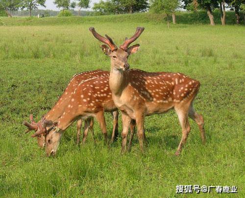 最新版本的6566cc澳彩資料大全介紹與特色功能解析，最新6566cc澳彩資料大全介紹與特色功能深度解析
