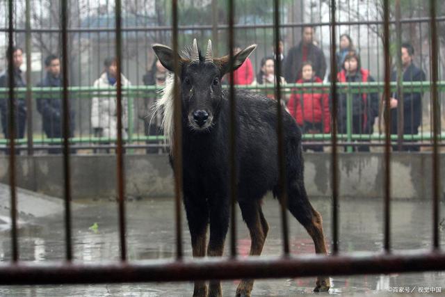 四不像王中王資料一肖，揭秘神秘傳說與獨(dú)特魅力，揭秘四不像王中王神秘傳說與獨(dú)特魅力，一肖資料解析