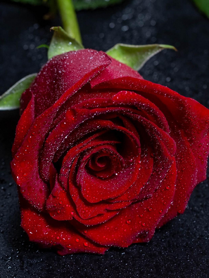 玫瑰花