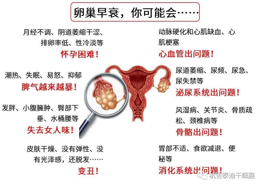 四十歲卵巢早衰能否調(diào)整回來(lái)？解讀卵巢早衰與應(yīng)對(duì)策略，四十歲卵巢早衰能否調(diào)整回來(lái)？解讀卵巢早衰現(xiàn)象及應(yīng)對(duì)策略