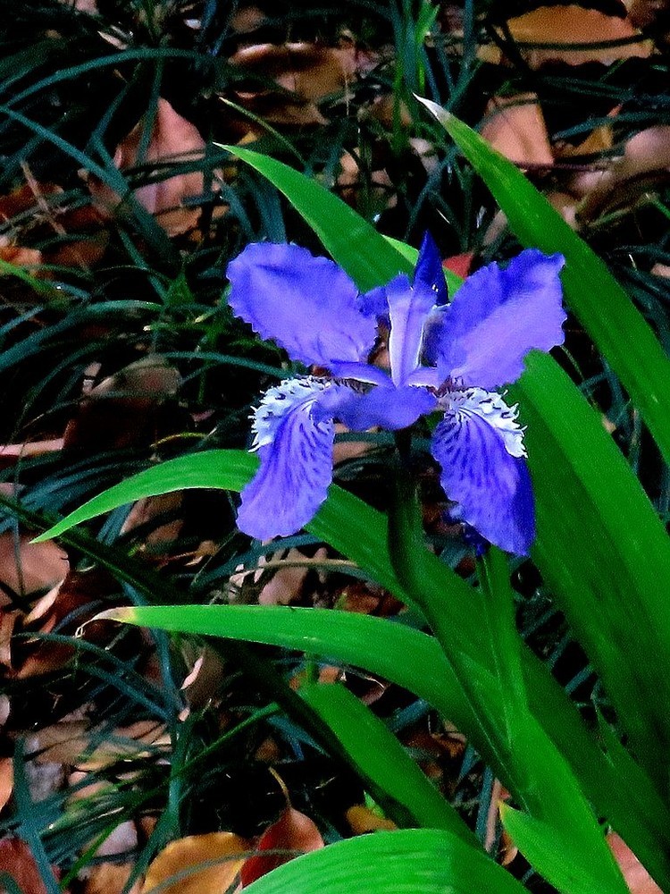 SEO優(yōu)化價(jià)值與鳶尾花魅力探索