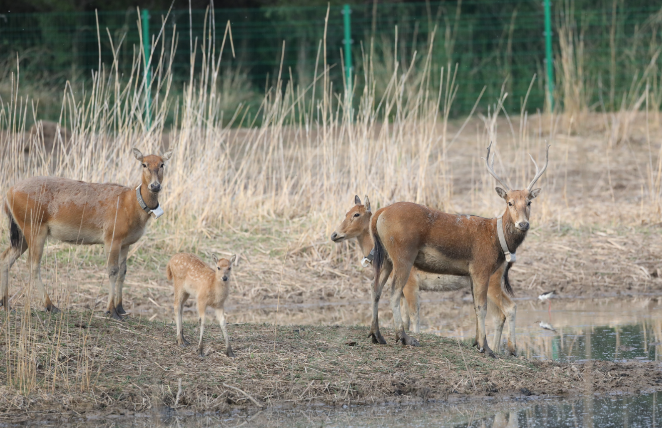 家婆王中王一肖四不像，深度解讀與SEO優(yōu)化策略，家婆王中王一肖四不像，深度解析與SEO優(yōu)化攻略