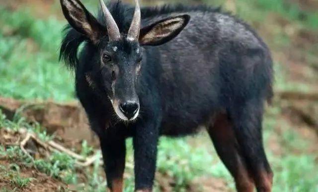 揭秘劉伯溫的四不像猜一肖之謎，劉伯溫四不像猜肖之謎揭秘