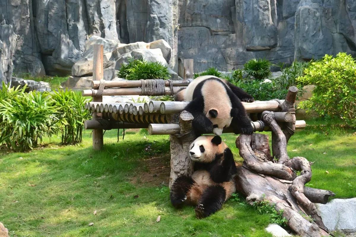 野生動(dòng)物園門票優(yōu)惠政策大揭秘，野生動(dòng)物園門票優(yōu)惠政策深度解析