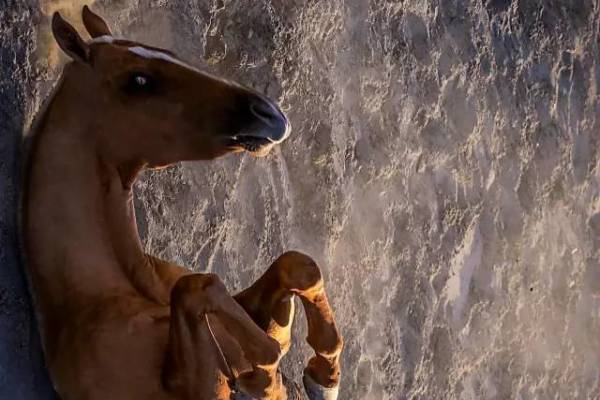 王中王四不像中一肖，神秘現象解析與探索，王中王四不像神秘現象解析與探索揭秘